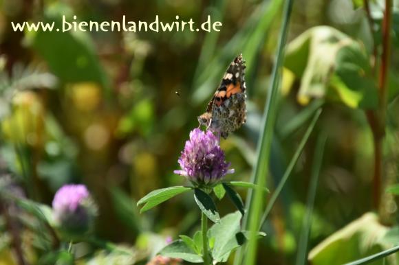 Schmetterling-01.jpg