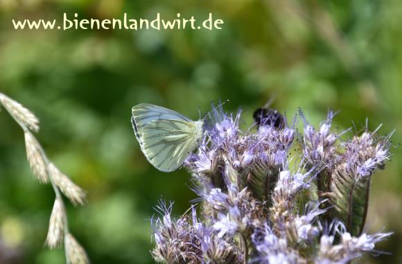 Schmetterling-02.jpg