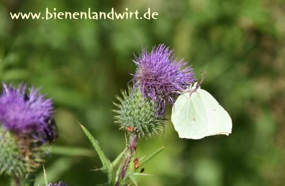 Schmetterling-05.jpg