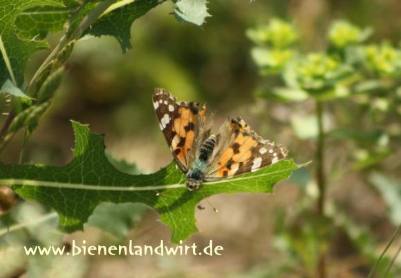 Schmetterling02.jpg