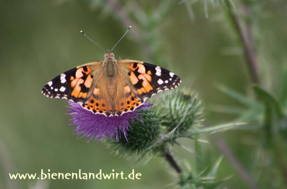 Schmetterling12.jpg