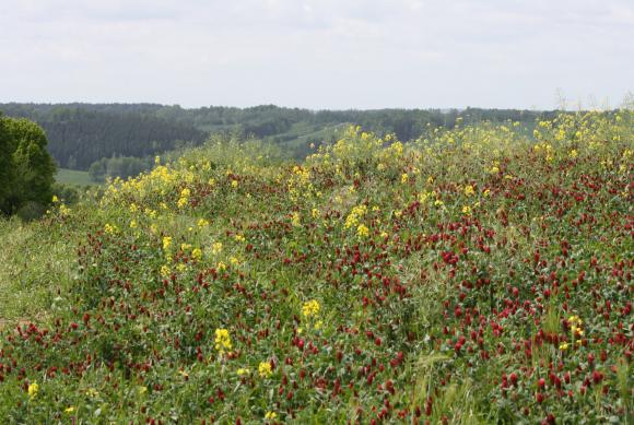 Blühfläche-02.jpg