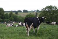 3-Milch1.jpg