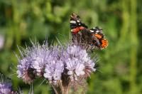 Schmetterling.jpg